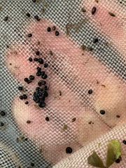 Fluminicola insolitus