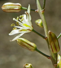 Eriospermum