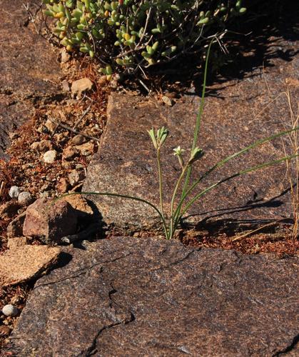 Dipcadi brevifolium