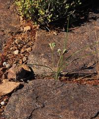 Dipcadi brevifolium