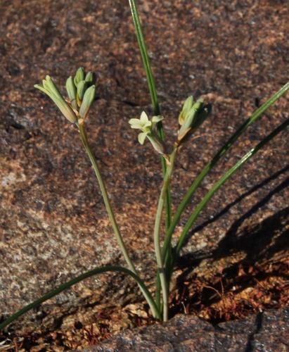 Dipcadi brevifolium