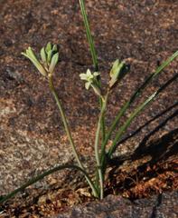 Dipcadi brevifolium