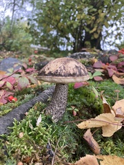 Leccinum alaskanum