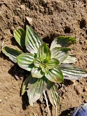 Plantago subnuda