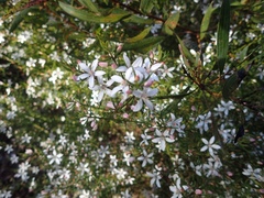 Philotheca myoporoides