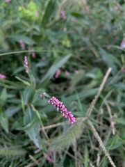 Persicaria