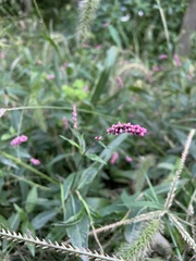 Persicaria