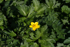 Ranunculus orthorhynchus