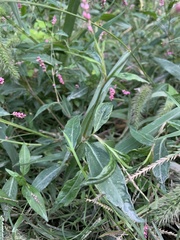 Persicaria