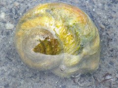 Amphibola crenata