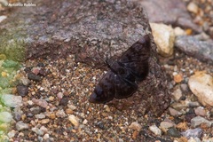 Pellicia arina