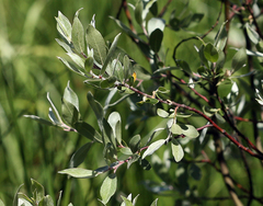 Salix orestera