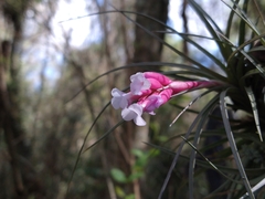 Tillandsia tenuifolia