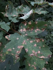 Acer pseudoplatanus