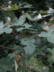 Acer pseudoplatanus