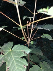 Acer pseudoplatanus