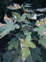 Acer pseudoplatanus