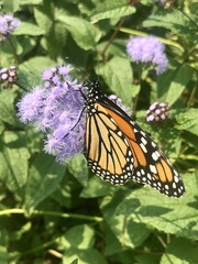 Danaus plexippus