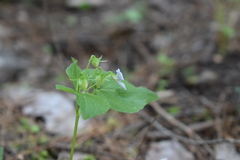 Viola flagelliformis