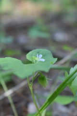 Viola flagelliformis