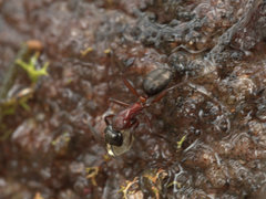 Camponotus innexus