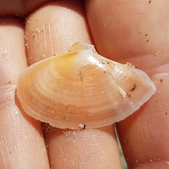 Bosemprella incarnata