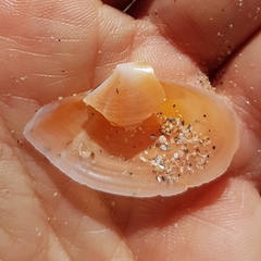 Bosemprella incarnata