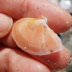 Bosemprella incarnata