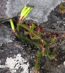 Erica viridiflora viridiflora