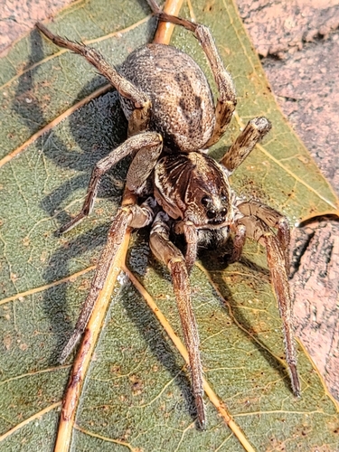 Field Wolf Spider photo 3