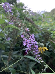 Buddleja