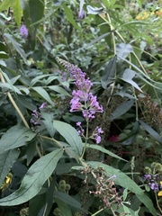 Buddleja