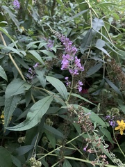 Buddleja