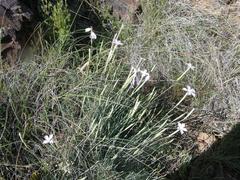 Dianthus thunbergii