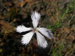 Dianthus thunbergii