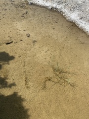 Siphateles boraxobius
