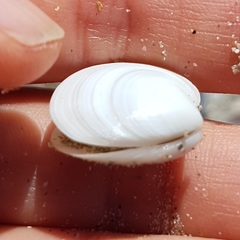 Dosinia lupinus
