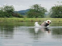 Arapaima