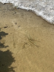Siphateles boraxobius