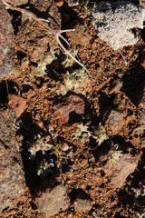 Helichrysum leontonyx