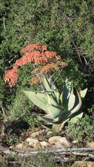 Aloe striata