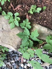 Aegopodium podagraria