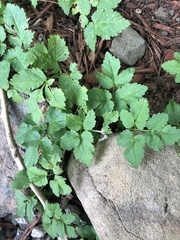 Aegopodium podagraria
