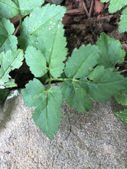 Aegopodium podagraria