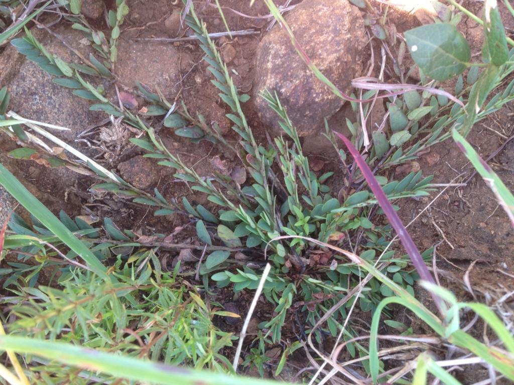 Phyllanthus glaucophyllus from R617, Impendle: Hillside above Umkomaas ...