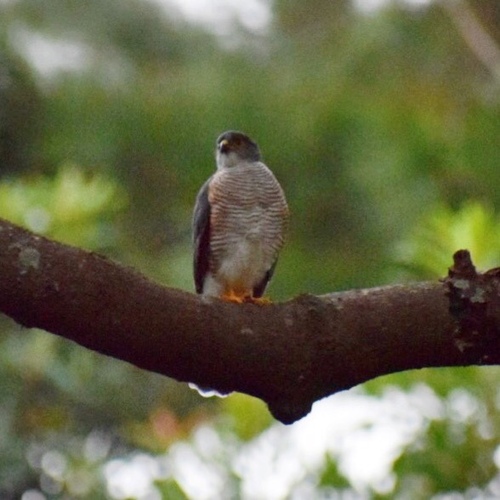 Tachyspiza minulla