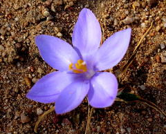 Syringodea derustensis