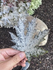 Phyllactinia marissalii