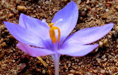 Syringodea derustensis