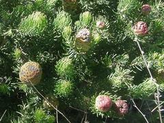 Leucadendron teretifolium